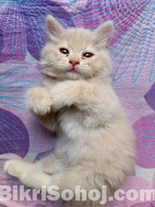 Persian male cat